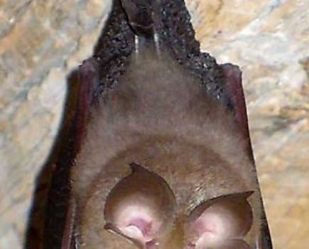 Rare bats take refuge by canal amid tricky winter