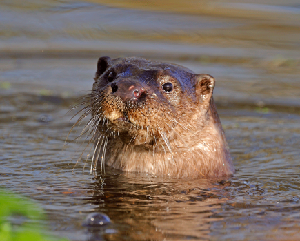 £6 million investment to trigger new phase for UK nature recovery