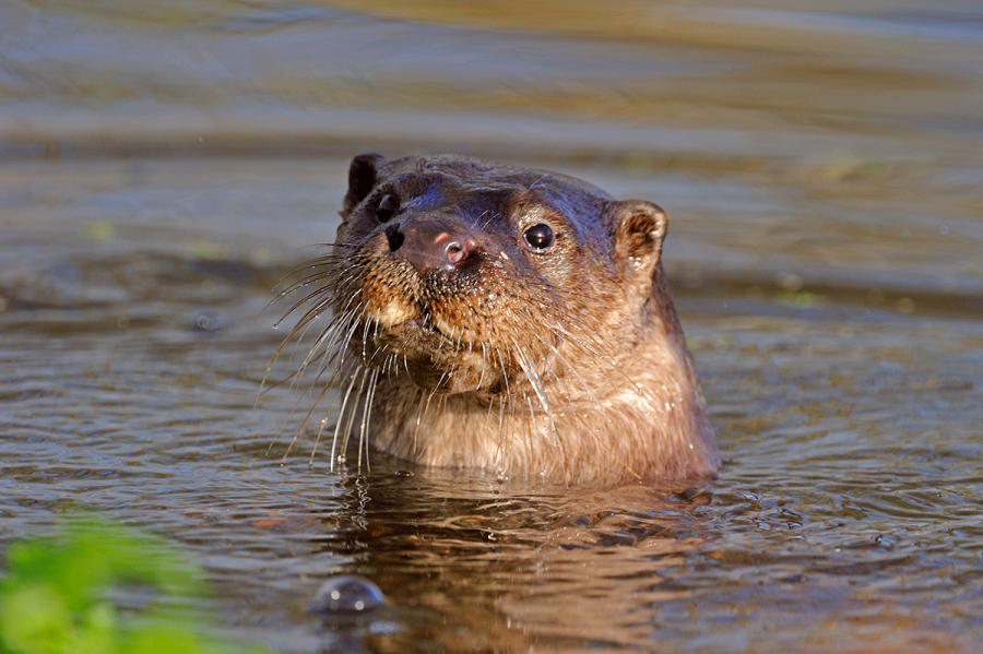 £6 million investment to trigger new phase for UK nature recovery