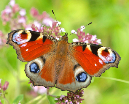 Your Chance to Lead the Way for Butterflies and Moths