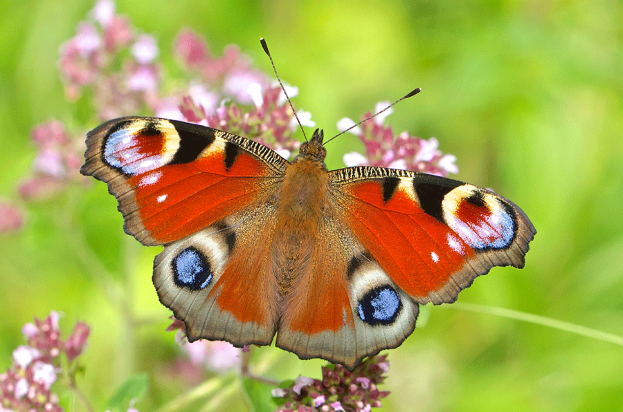Your Chance to Lead the Way for Butterflies and Moths