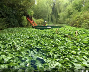 Weed Problems in our Canals