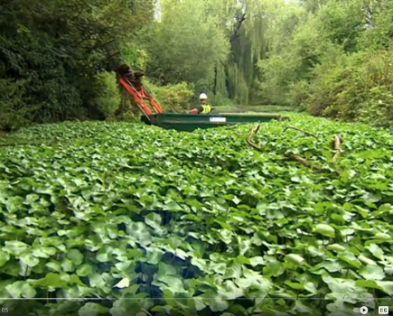 Weed Problems in our Canals