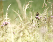 2024 officially one of the worst years on record for UK butterflies