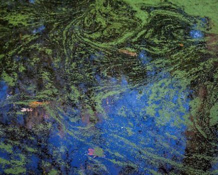 Toxic algae on the Grantham