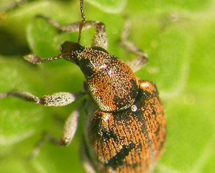 Army of weevils released on the Wey & Arun Canal