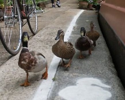 Share the towpaths – with ducks too!