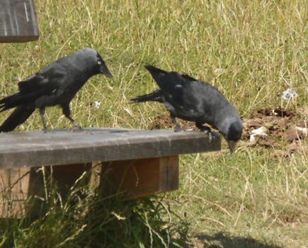 Wildlife on the waterside: corvids