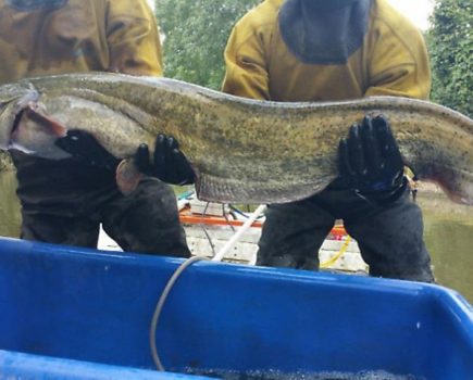 Monster catfish caught on canal