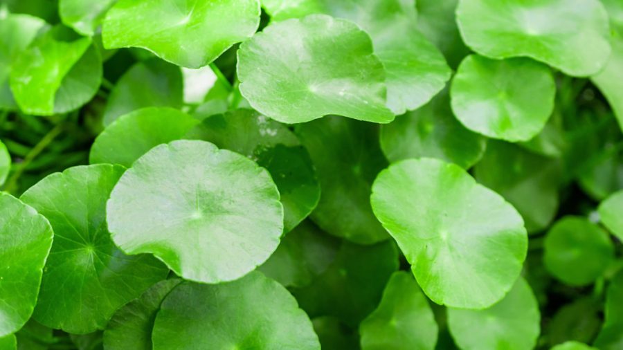 Keep an eye out for Floating Pennywort this winter