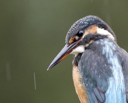 Bird watch: 6 species to look out for on the waterways this summer