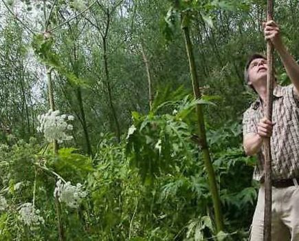 Watch out for the hogweed