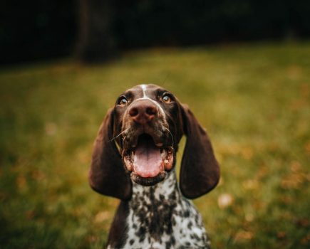 How to Make Your Narrowboat Friendly to Pets