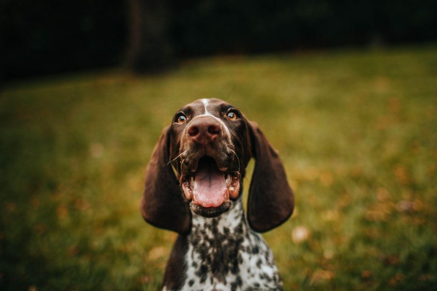 How to Make Your Narrowboat Friendly to Pets