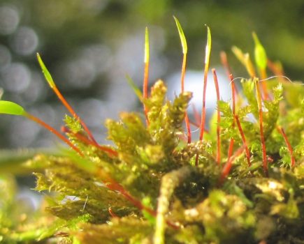 Waterside wildlife: moss