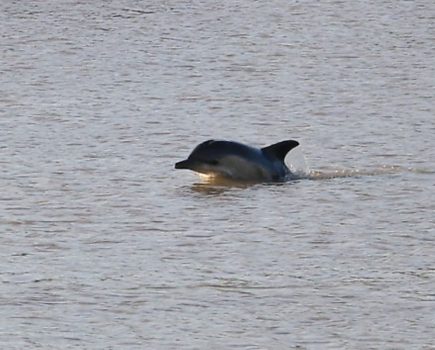 Unusual visitor to Sharpness Docks