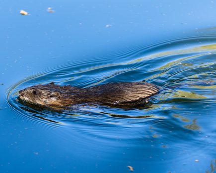 Experts reveal the most endangered species in the UK and how to help their cause