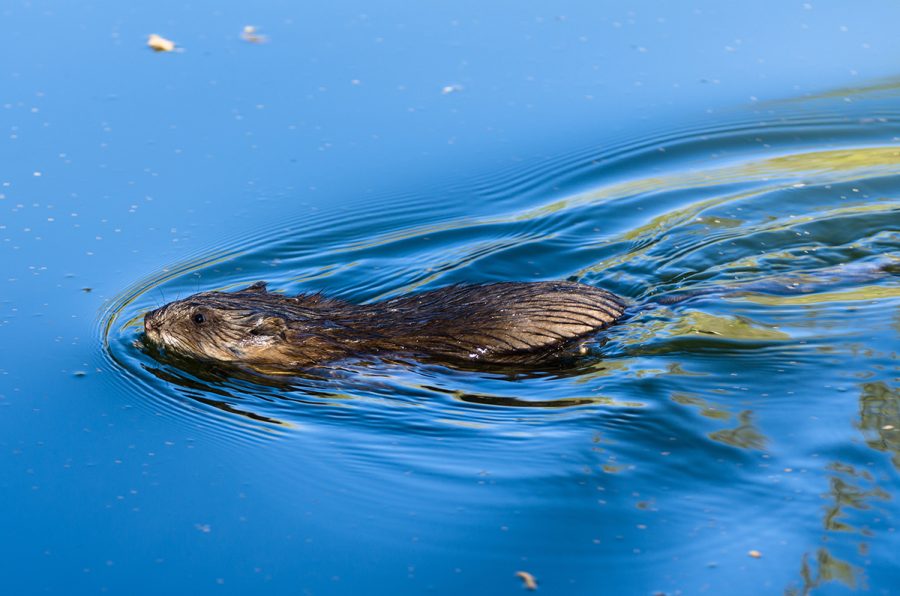 Experts reveal the most endangered species in the UK and how to help their cause