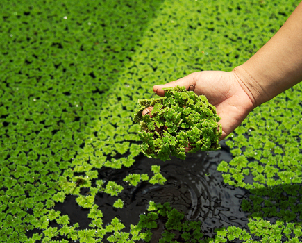 Canal charity warns of increasing battle against aquatic weeds