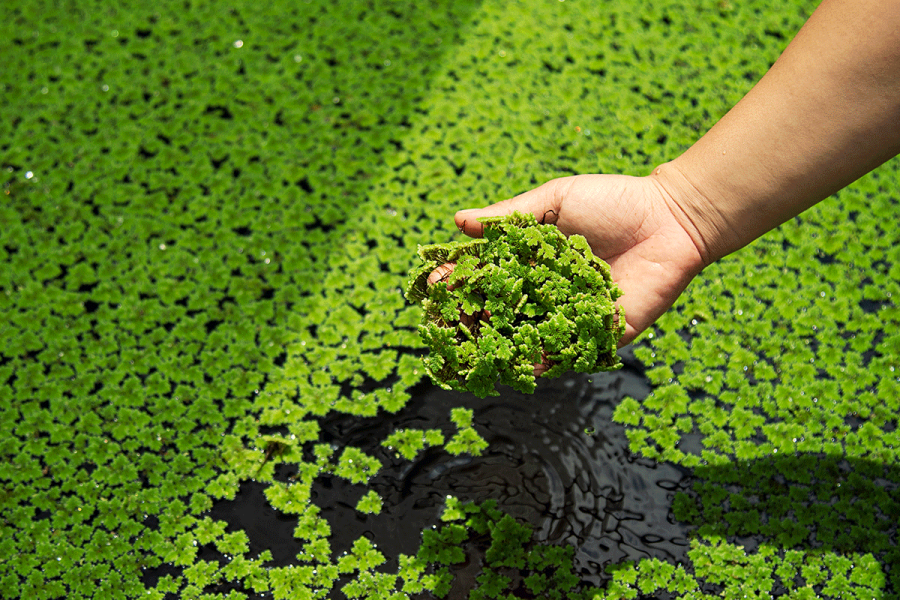 Canal charity warns of increasing battle against aquatic weeds