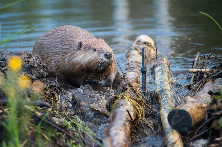 Alarming new State of Nature report