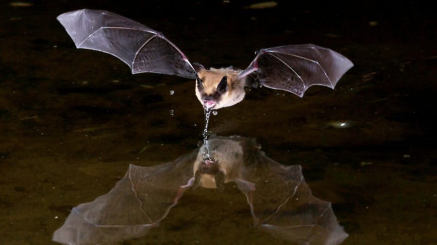 8 bat species to look out for on British waterways