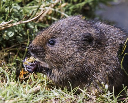 Saving the water vole